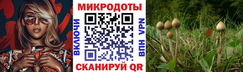 Псилоцибиновые грибы мицелий Купить закладки Волжск
